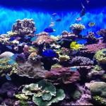 Coral Regeneration Tank