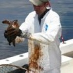 Dr. Brian Stacy, NOAA veterinarian Cleans a young Kemp's ridley turtle Photo: NOAA/GADNR